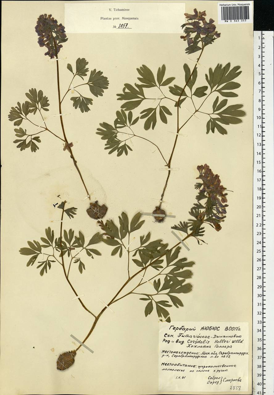 Corydalis solida (L.) Clairv., Eastern Europe, Moscow region (E4a) (Russia)