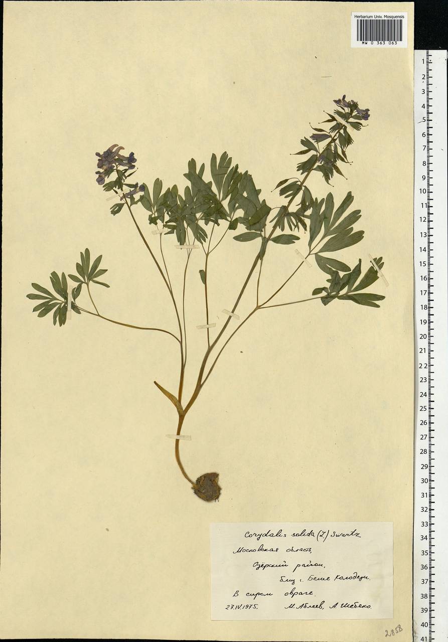 Corydalis solida (L.) Clairv., Eastern Europe, Moscow region (E4a) (Russia)