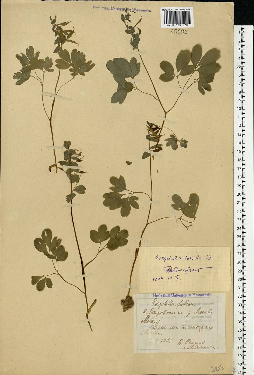 Corydalis solida (L.) Clairv., Eastern Europe, Moscow region (E4a) (Russia)