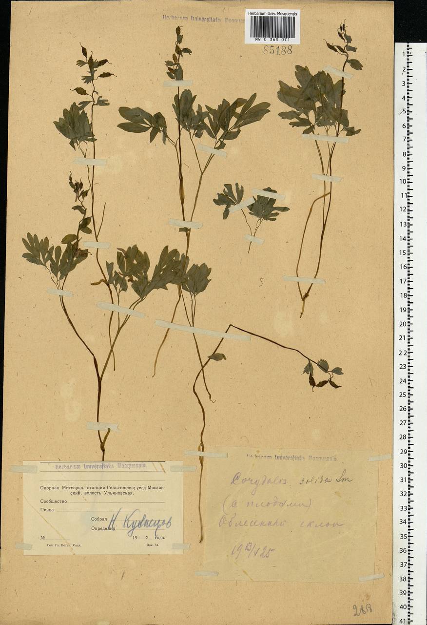 Corydalis solida (L.) Clairv., Eastern Europe, Moscow region (E4a) (Russia)