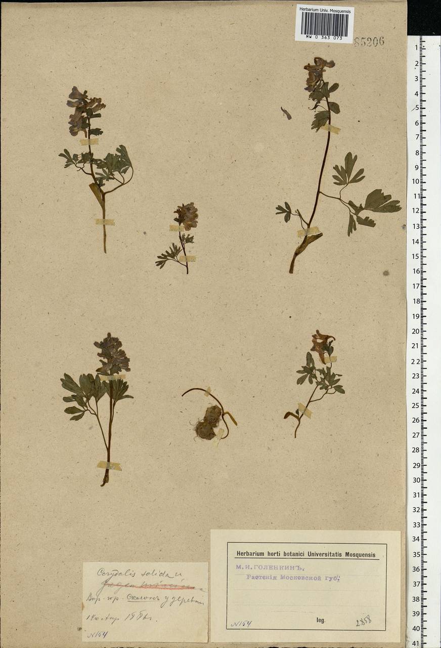 Corydalis solida (L.) Clairv., Eastern Europe, Moscow region (E4a) (Russia)