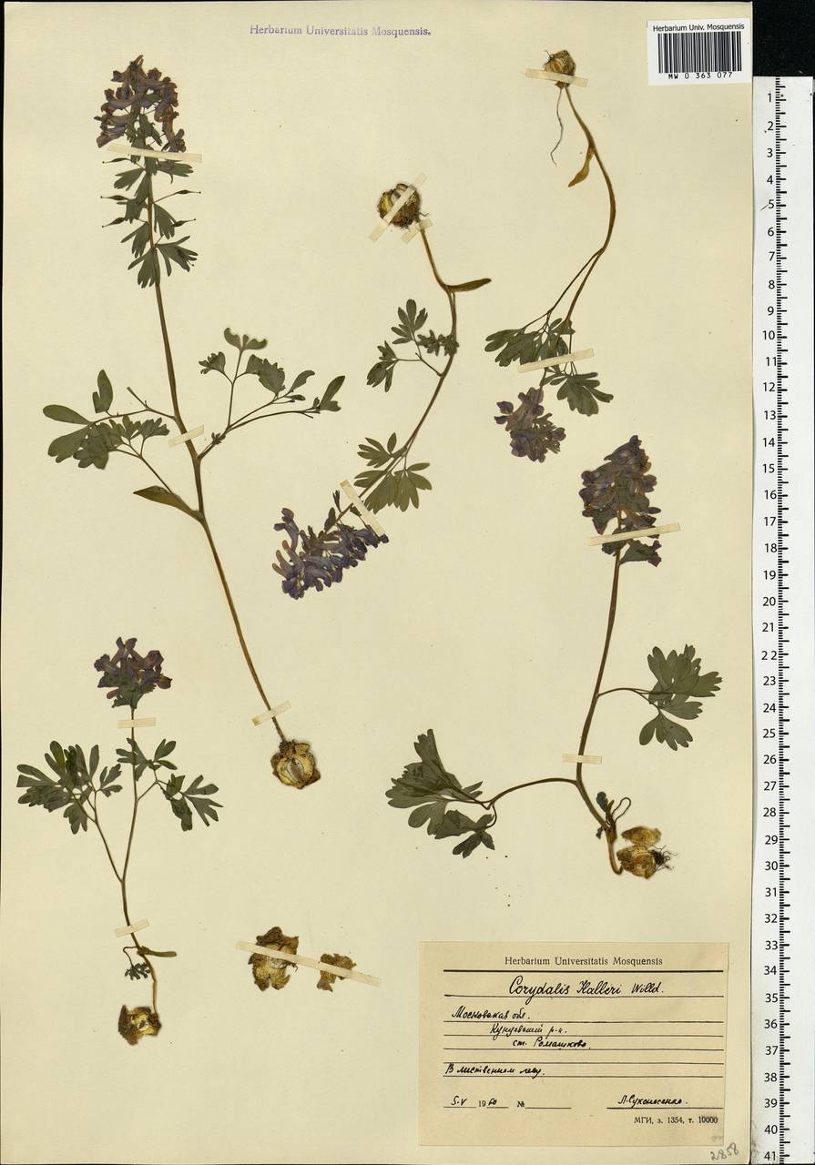 Corydalis solida (L.) Clairv., Eastern Europe, Moscow region (E4a) (Russia)