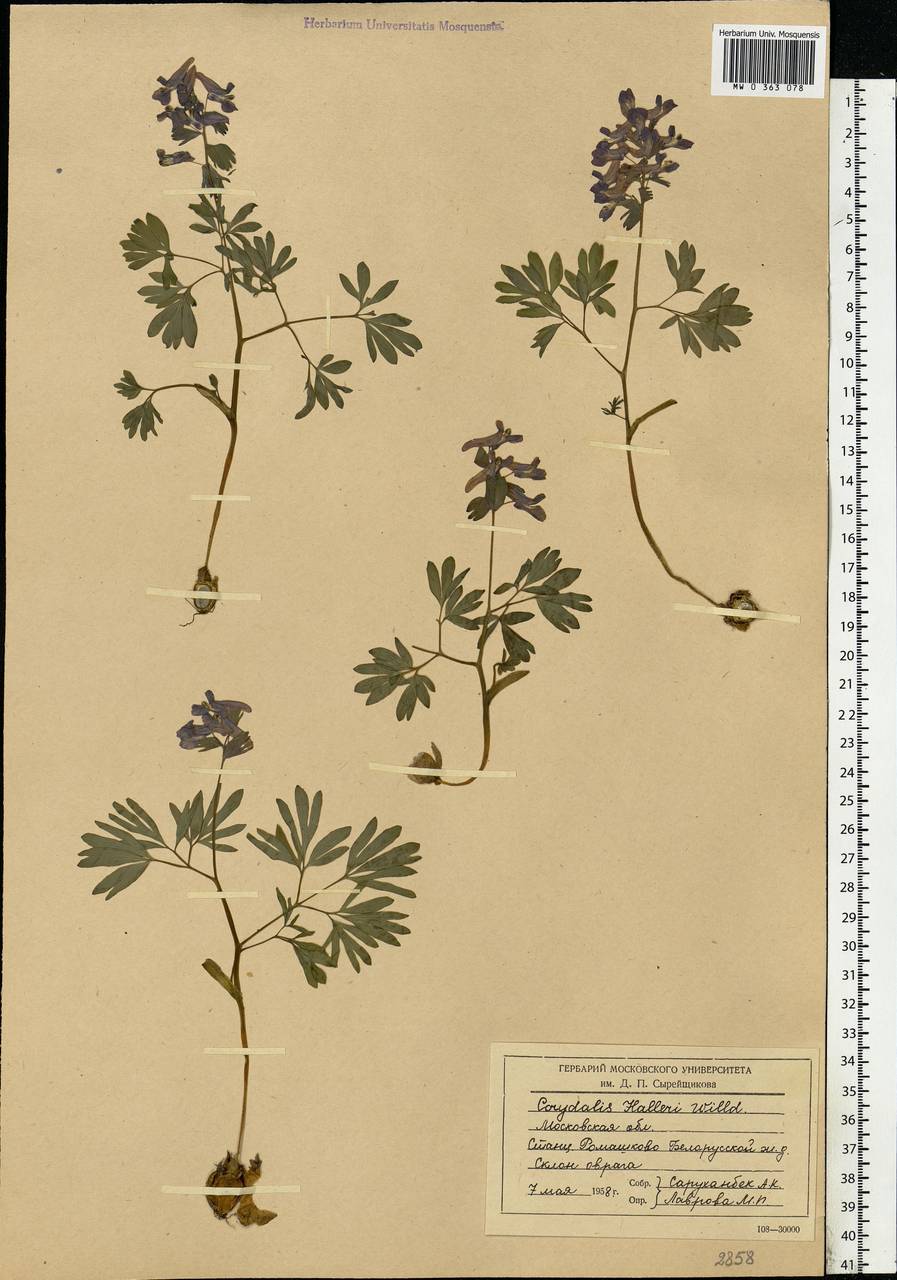 Corydalis solida (L.) Clairv., Eastern Europe, Moscow region (E4a) (Russia)