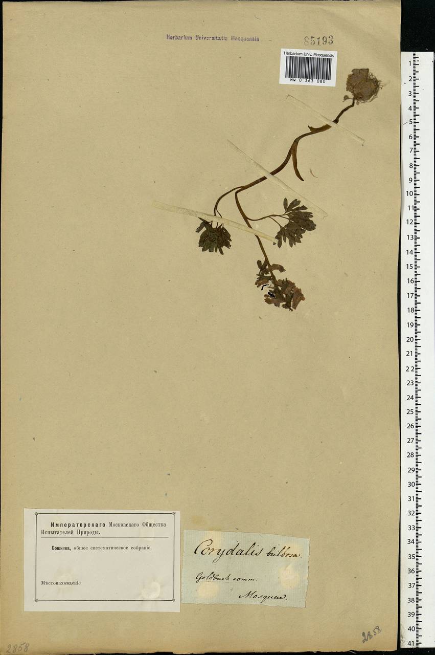 Corydalis solida (L.) Clairv., Eastern Europe, Moscow region (E4a) (Russia)