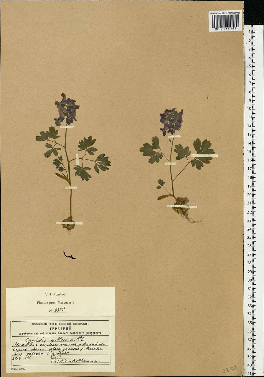 Corydalis solida (L.) Clairv., Eastern Europe, Moscow region (E4a) (Russia)