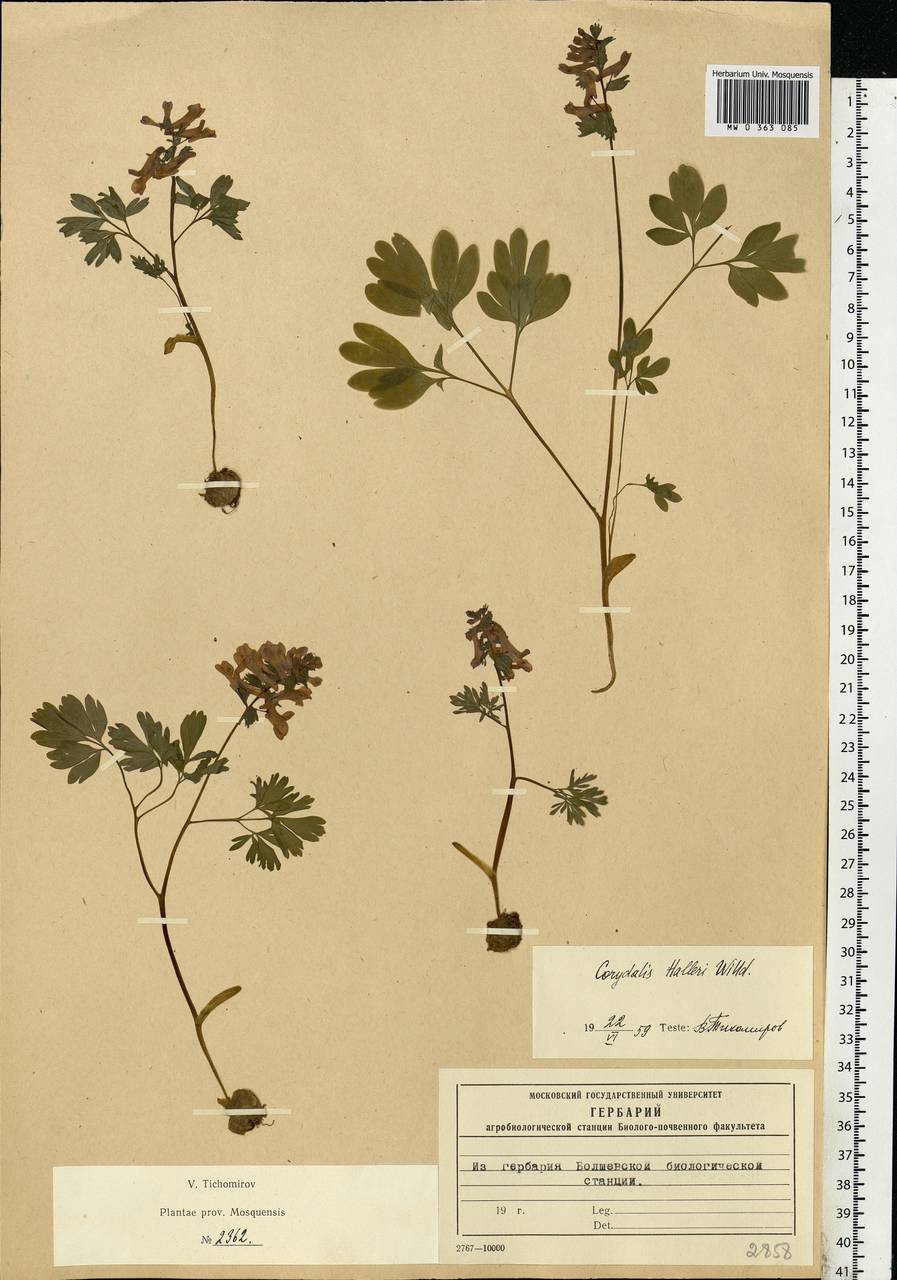 Corydalis solida (L.) Clairv., Eastern Europe, Moscow region (E4a) (Russia)