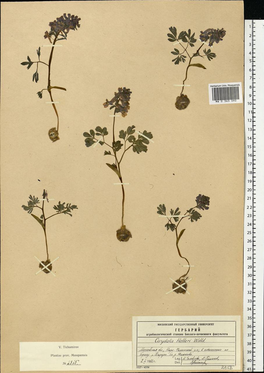 Corydalis solida (L.) Clairv., Eastern Europe, Moscow region (E4a) (Russia)
