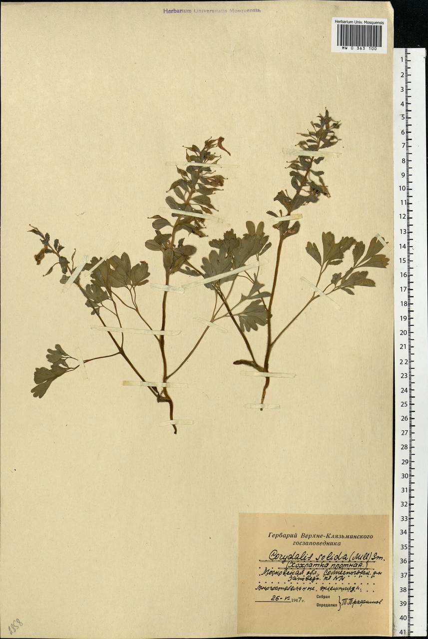 Corydalis solida (L.) Clairv., Eastern Europe, Moscow region (E4a) (Russia)