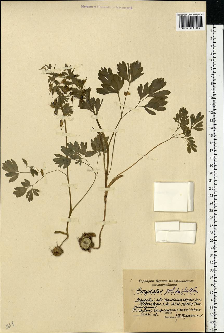 Corydalis solida (L.) Clairv., Eastern Europe, Moscow region (E4a) (Russia)