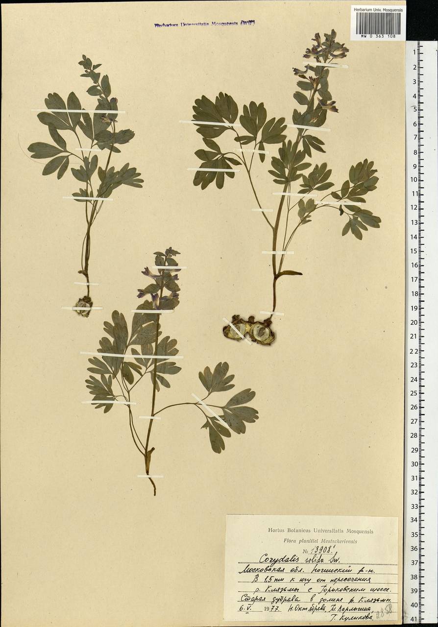 Corydalis solida (L.) Clairv., Eastern Europe, Moscow region (E4a) (Russia)