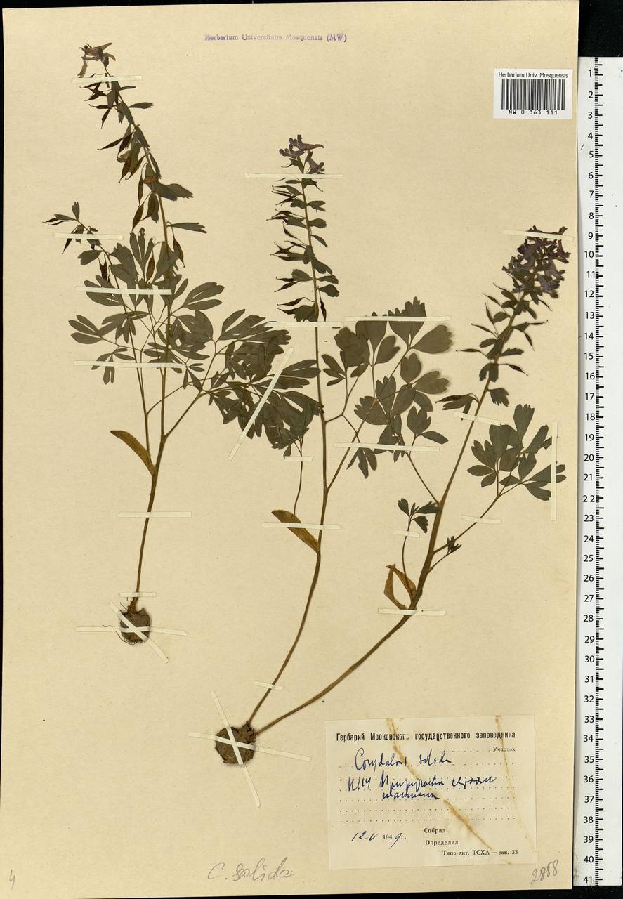 Corydalis solida (L.) Clairv., Eastern Europe, Moscow region (E4a) (Russia)