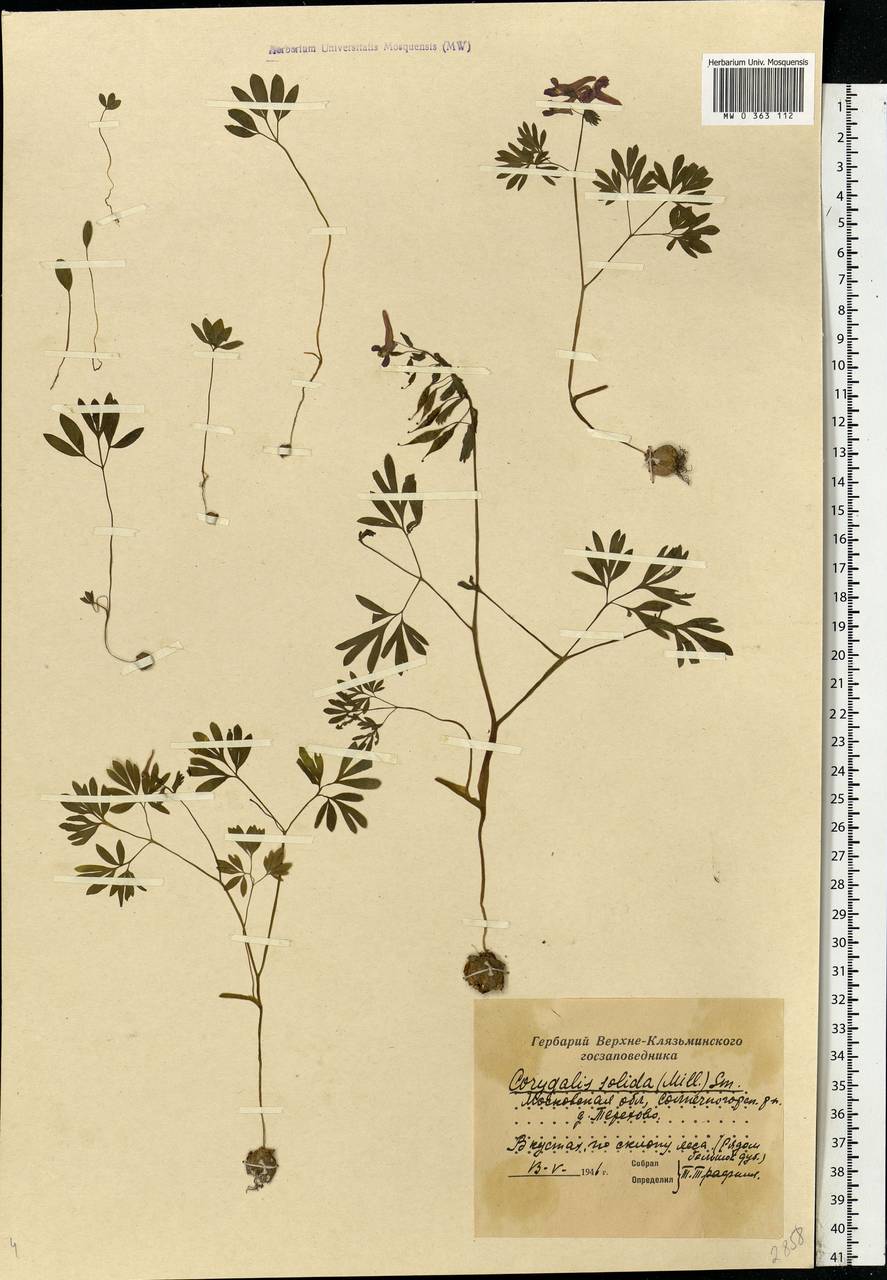 Corydalis solida (L.) Clairv., Eastern Europe, Moscow region (E4a) (Russia)