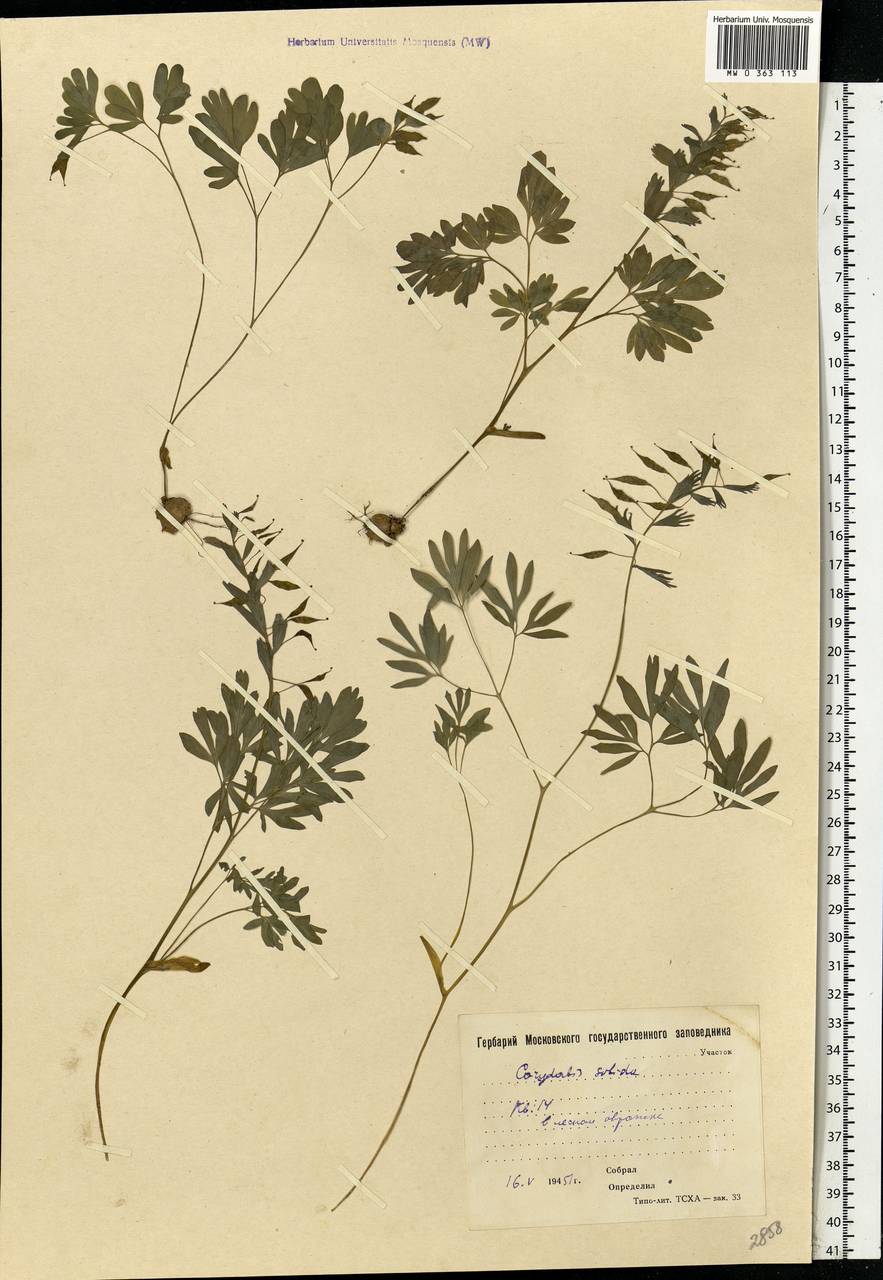 Corydalis solida (L.) Clairv., Eastern Europe, Moscow region (E4a) (Russia)