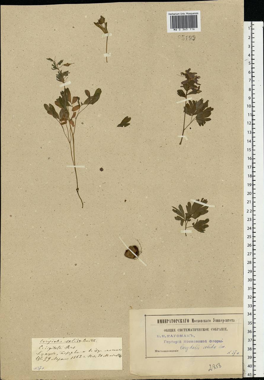 Corydalis solida (L.) Clairv., Eastern Europe, Moscow region (E4a) (Russia)
