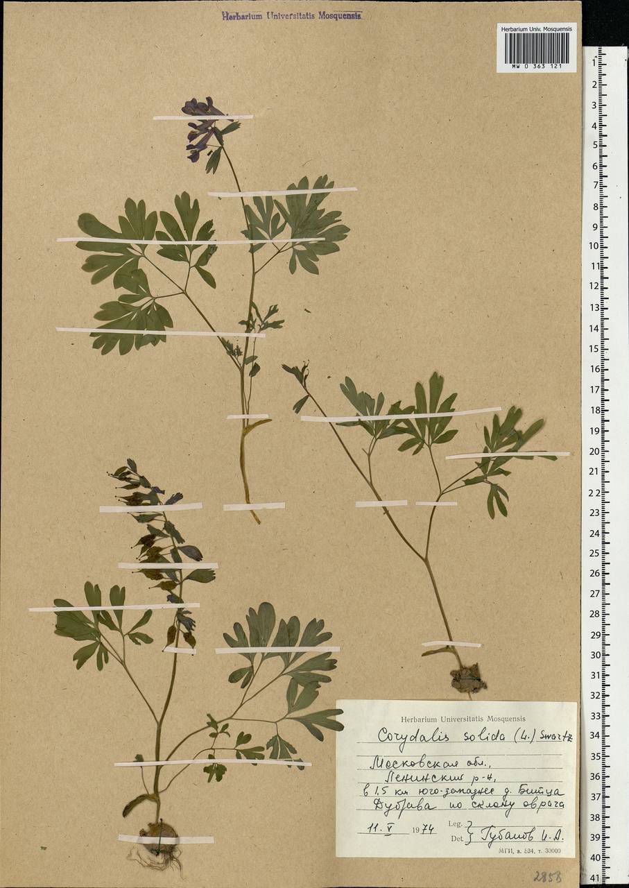 Corydalis solida (L.) Clairv., Eastern Europe, Moscow region (E4a) (Russia)