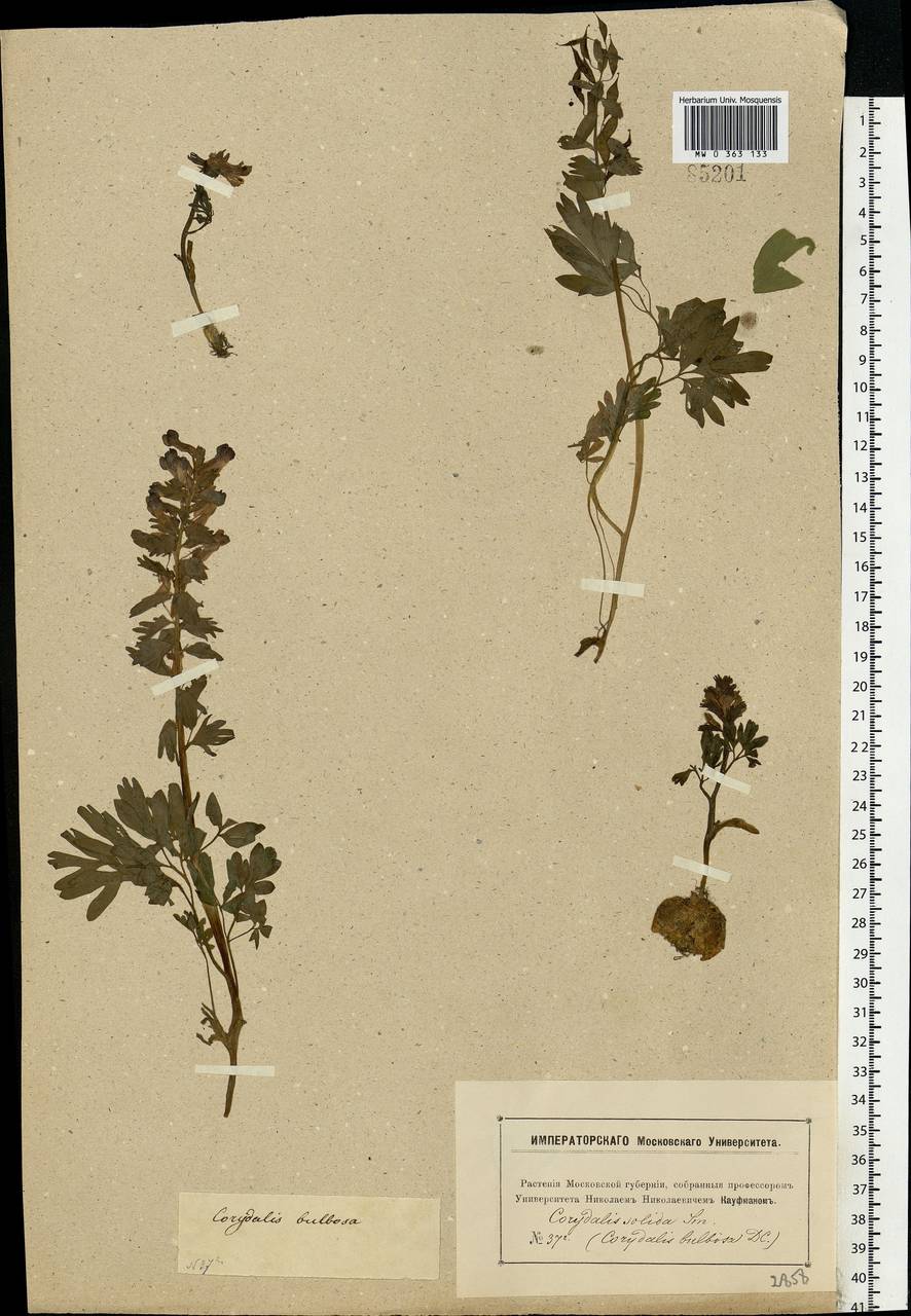 Corydalis solida (L.) Clairv., Eastern Europe, Moscow region (E4a) (Russia)