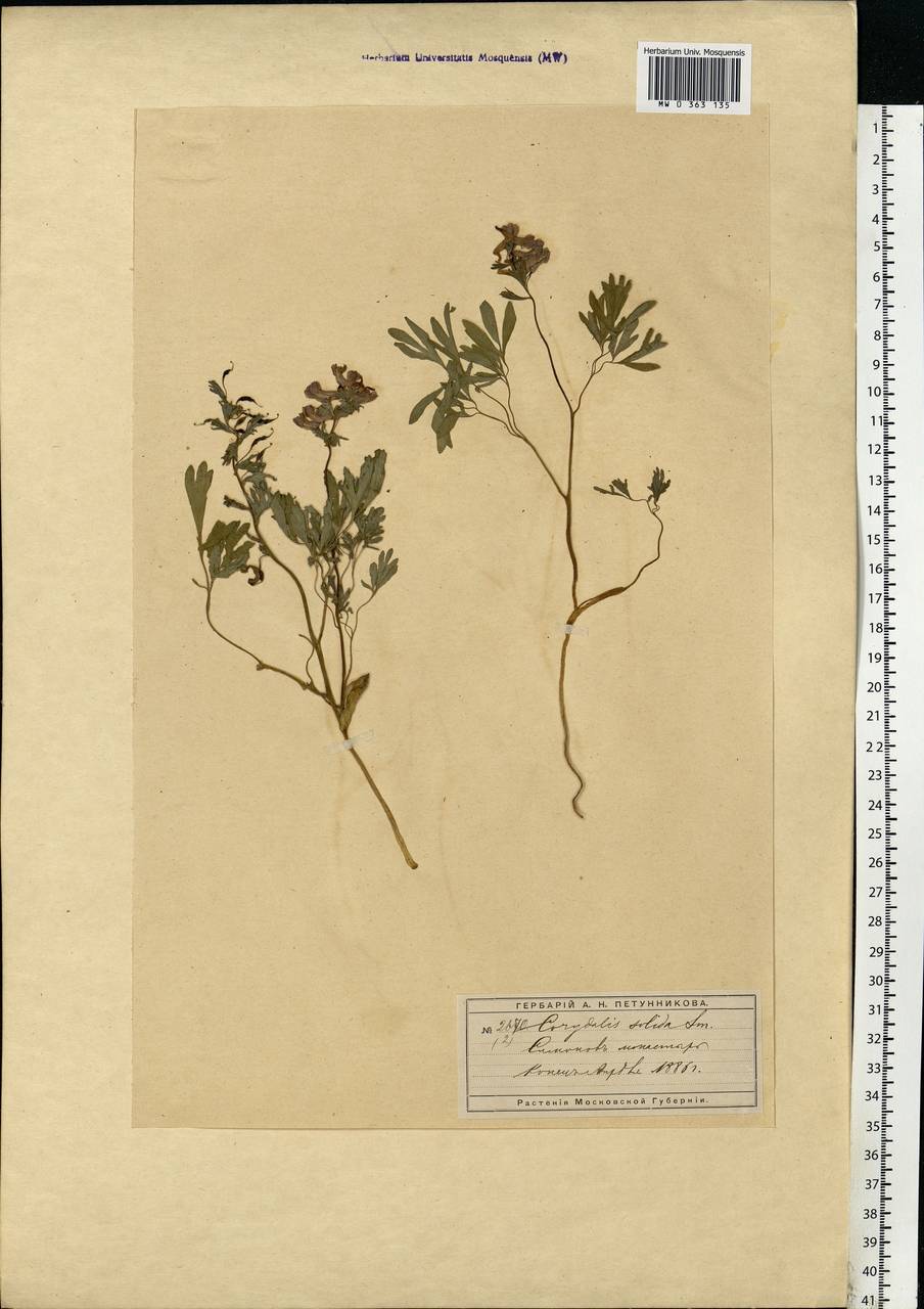Corydalis solida (L.) Clairv., Eastern Europe, Moscow region (E4a) (Russia)