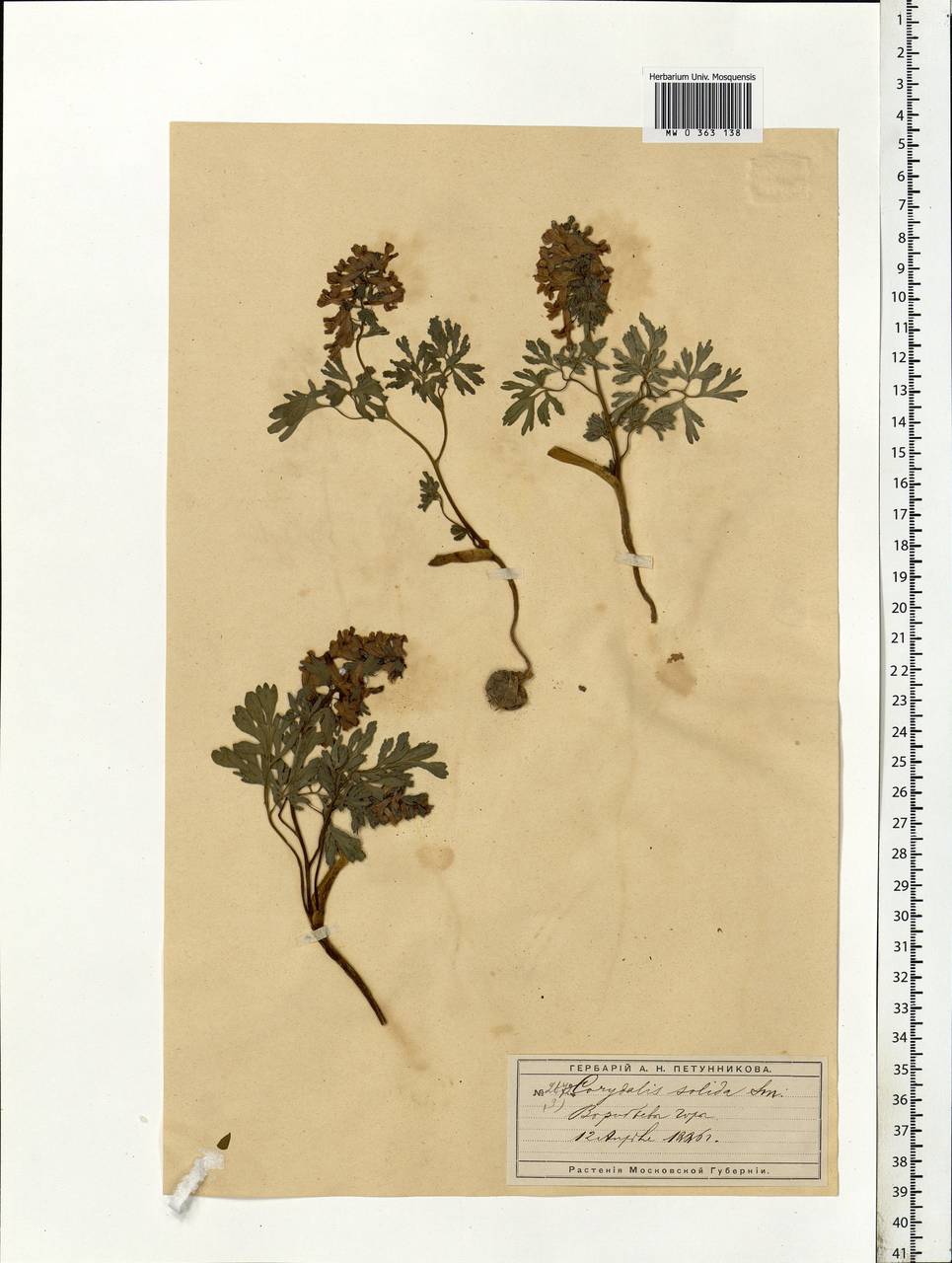 Corydalis solida (L.) Clairv., Eastern Europe, Moscow region (E4a) (Russia)
