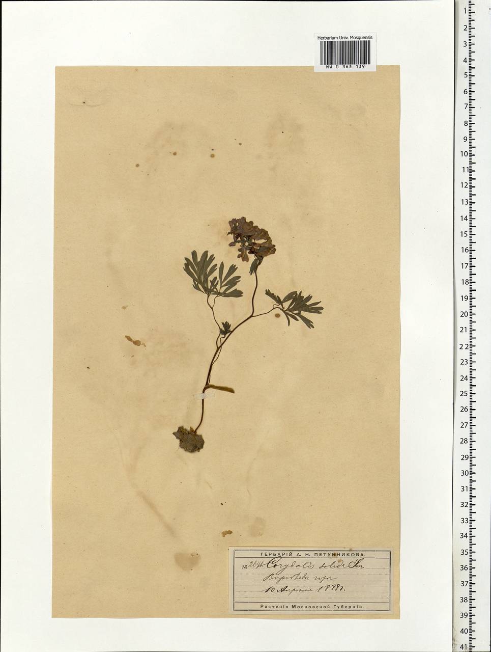 Corydalis solida (L.) Clairv., Eastern Europe, Moscow region (E4a) (Russia)