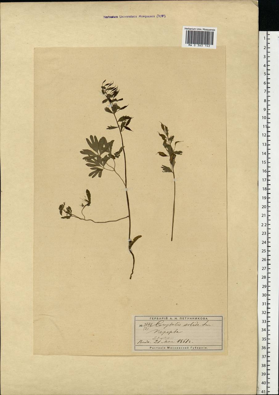 Corydalis solida (L.) Clairv., Eastern Europe, Moscow region (E4a) (Russia)