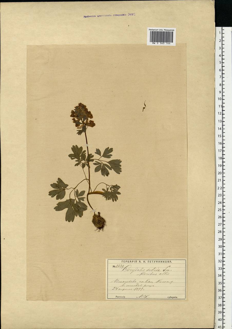 Corydalis solida (L.) Clairv., Eastern Europe, Moscow region (E4a) (Russia)