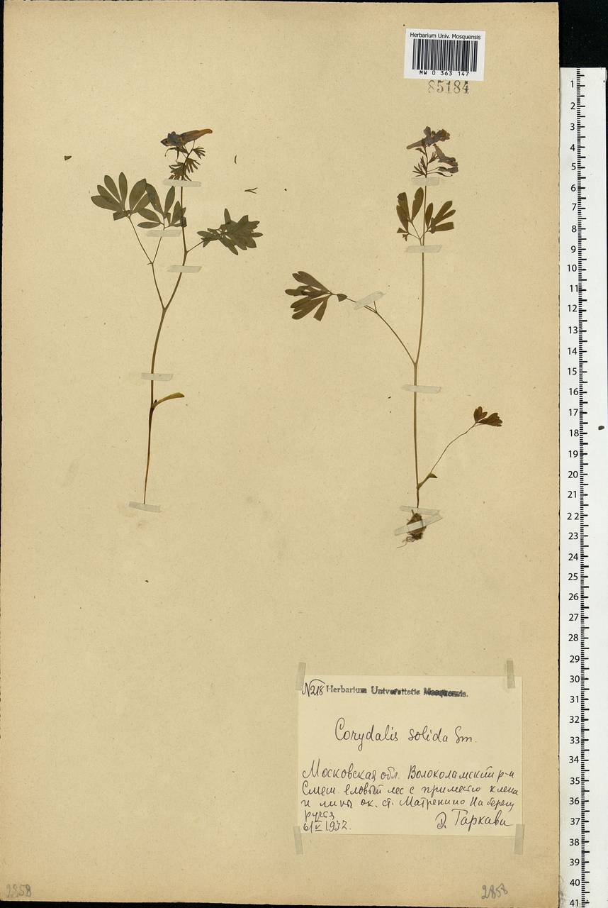 Corydalis solida (L.) Clairv., Eastern Europe, Moscow region (E4a) (Russia)