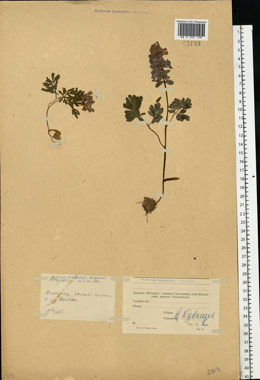 Corydalis solida (L.) Clairv., Eastern Europe, Moscow region (E4a) (Russia)