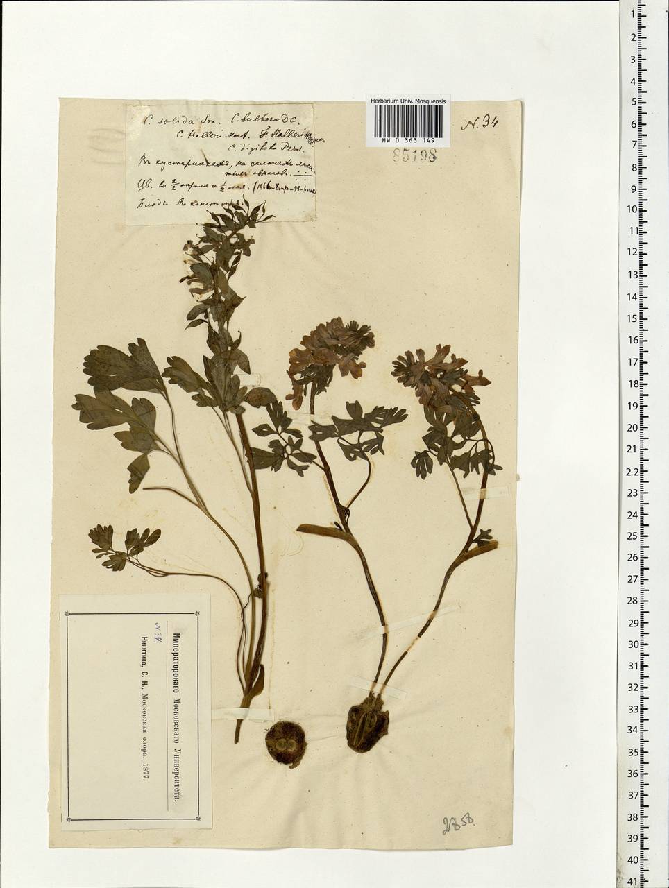 Corydalis solida (L.) Clairv., Eastern Europe, Moscow region (E4a) (Russia)