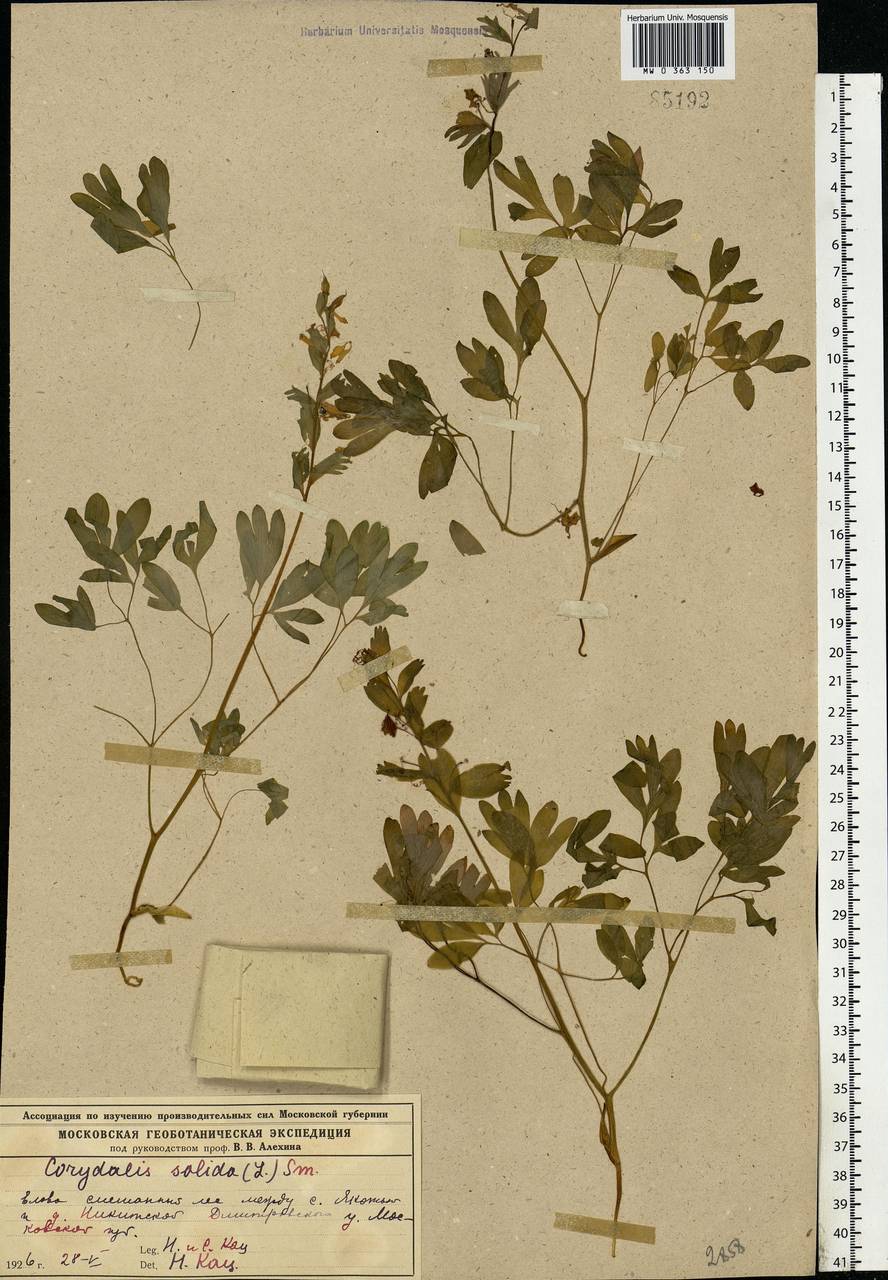 Corydalis solida (L.) Clairv., Eastern Europe, Moscow region (E4a) (Russia)