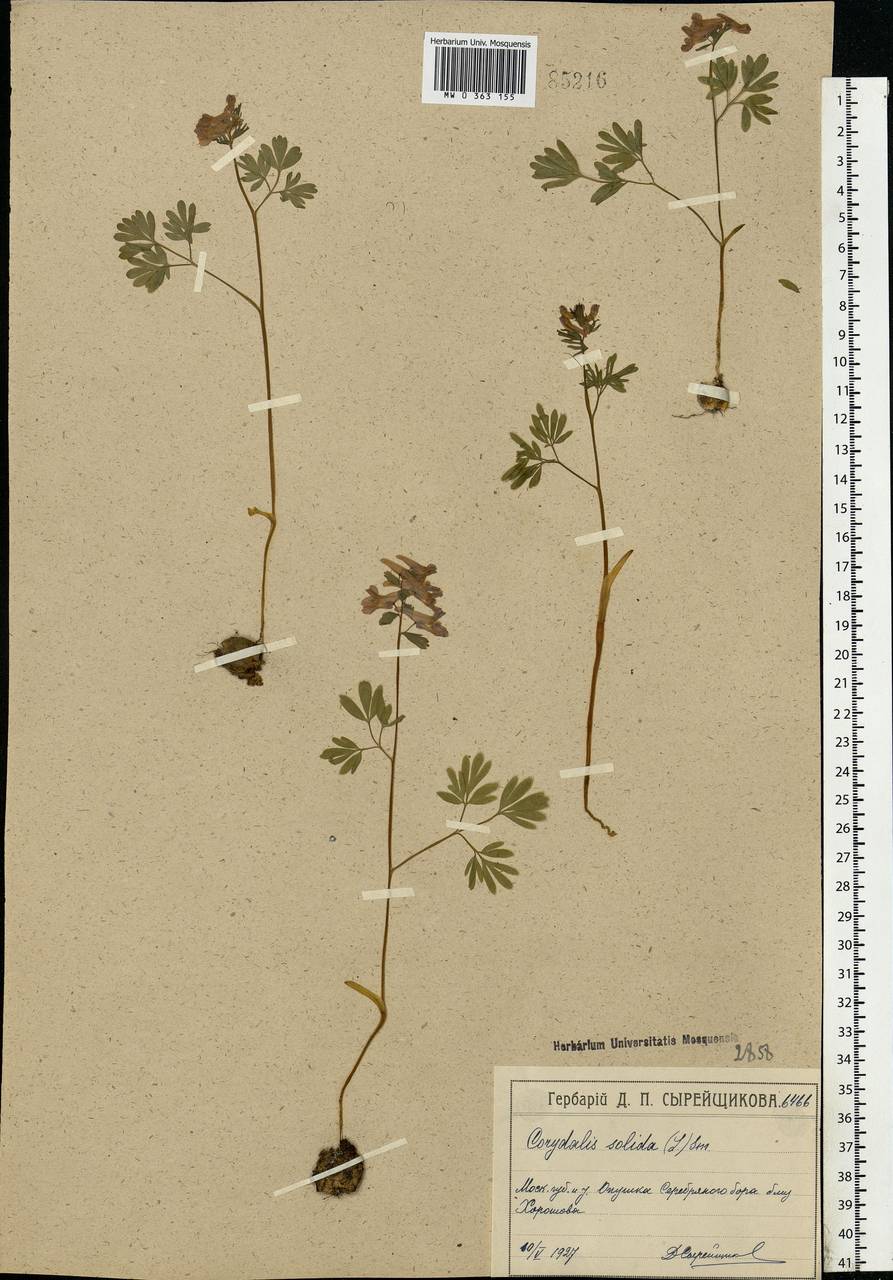 Corydalis solida (L.) Clairv., Eastern Europe, Moscow region (E4a) (Russia)