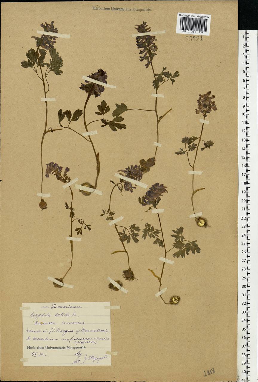 Corydalis solida (L.) Clairv., Eastern Europe, Central forest region (E5) (Russia)
