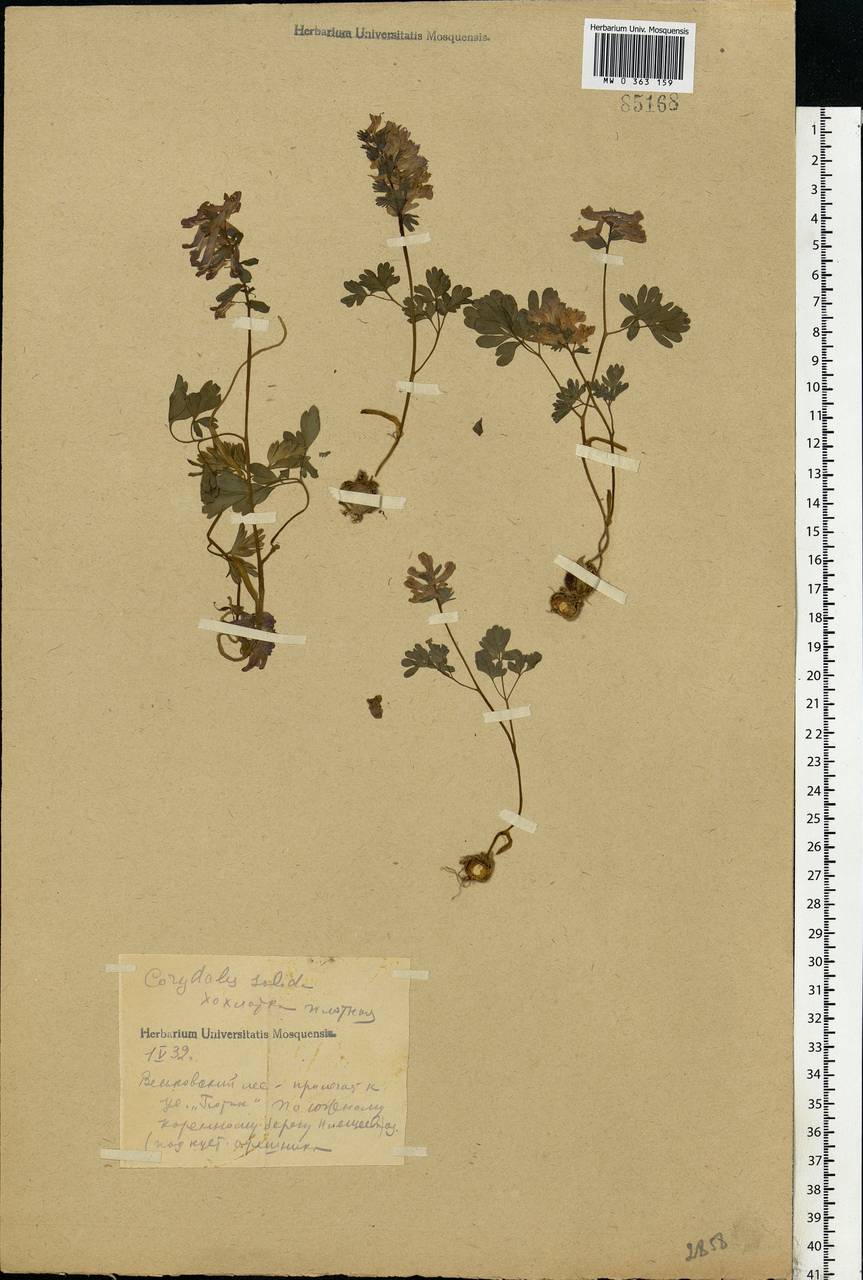 Corydalis solida (L.) Clairv., Eastern Europe, Central forest region (E5) (Russia)
