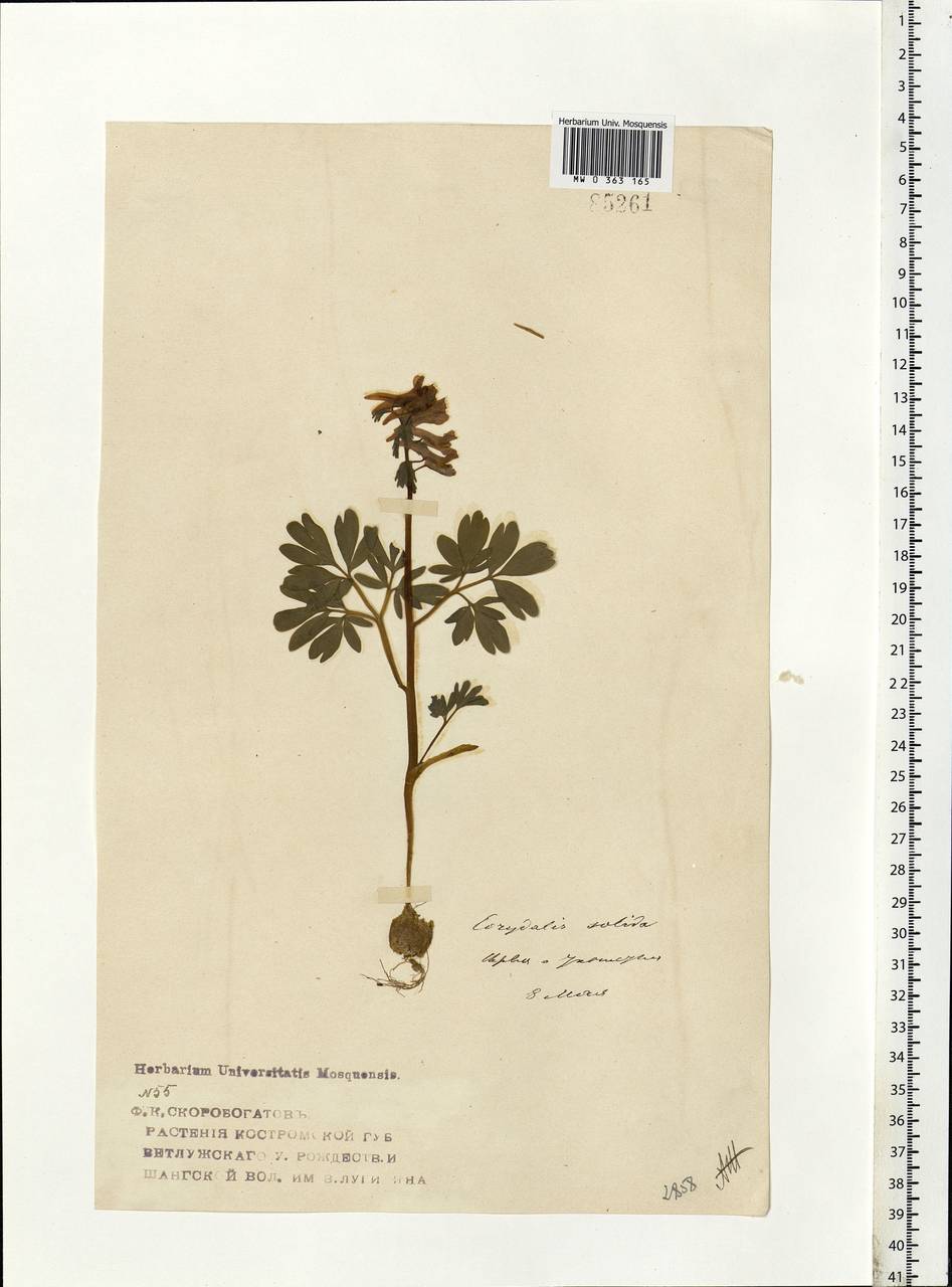 Corydalis solida (L.) Clairv., Eastern Europe, Central forest region (E5) (Russia)