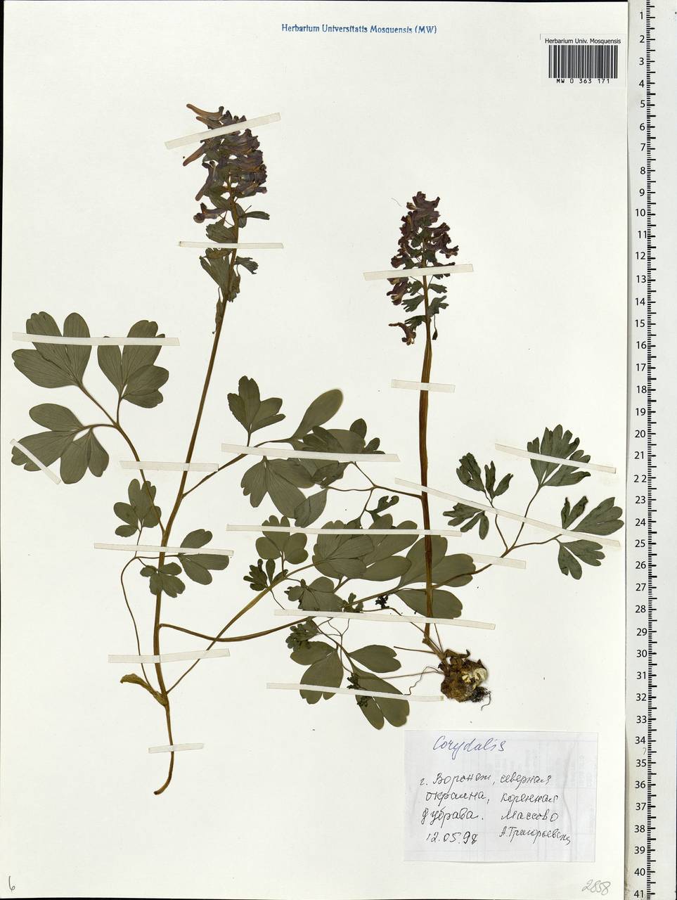 Corydalis solida (L.) Clairv., Eastern Europe, Central forest-and-steppe region (E6) (Russia)