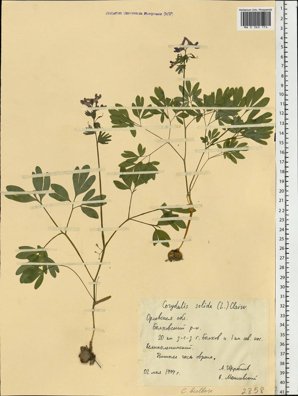 Corydalis solida (L.) Clairv., Eastern Europe, Central forest-and-steppe region (E6) (Russia)