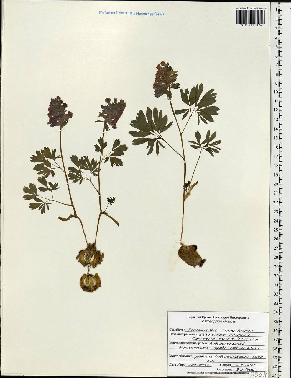 Corydalis solida (L.) Clairv., Eastern Europe, Central forest-and-steppe region (E6) (Russia)