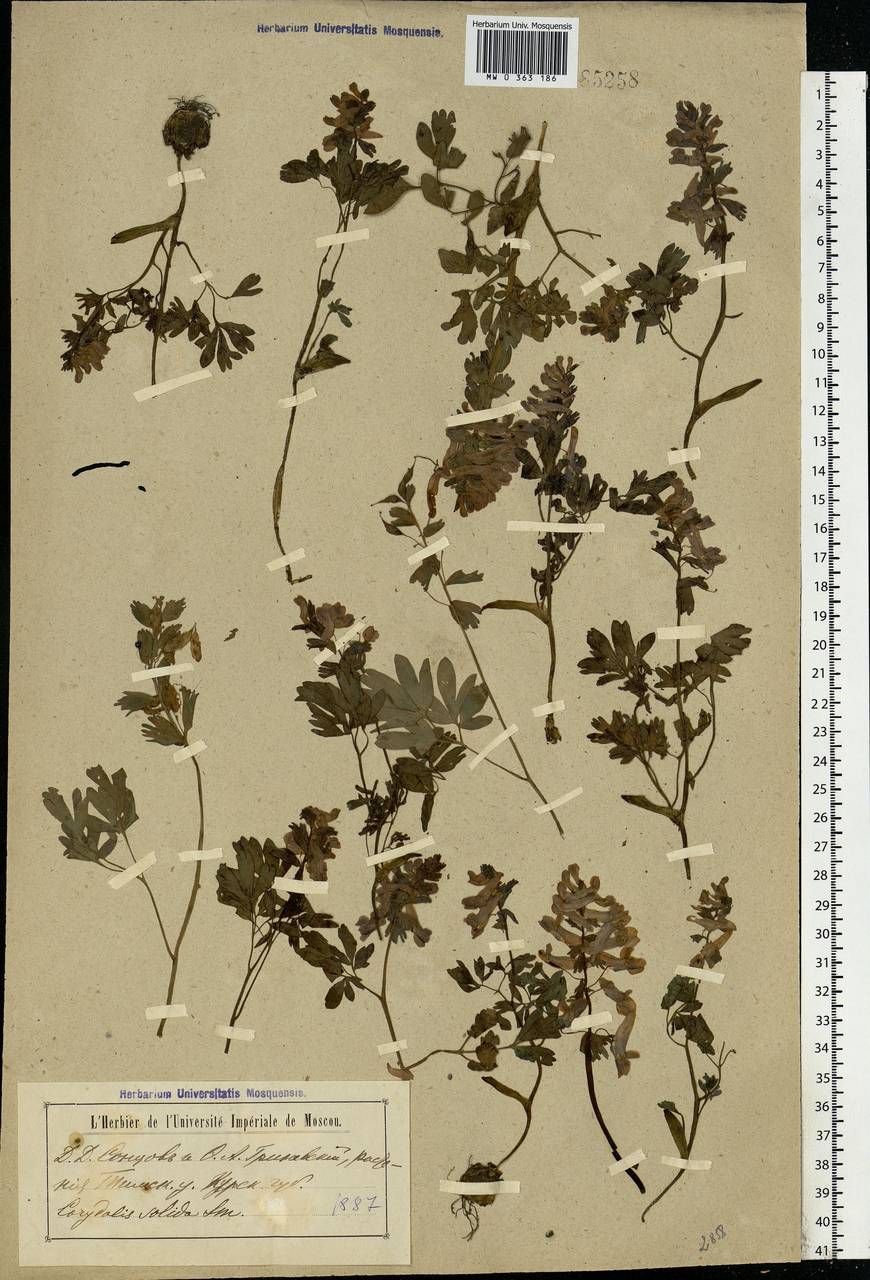 Corydalis solida (L.) Clairv., Eastern Europe, Central forest-and-steppe region (E6) (Russia)