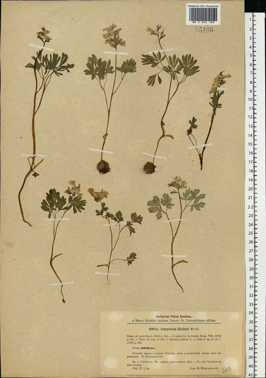 Corydalis solida (L.) Clairv., Eastern Europe, Central forest-and-steppe region (E6) (Russia)