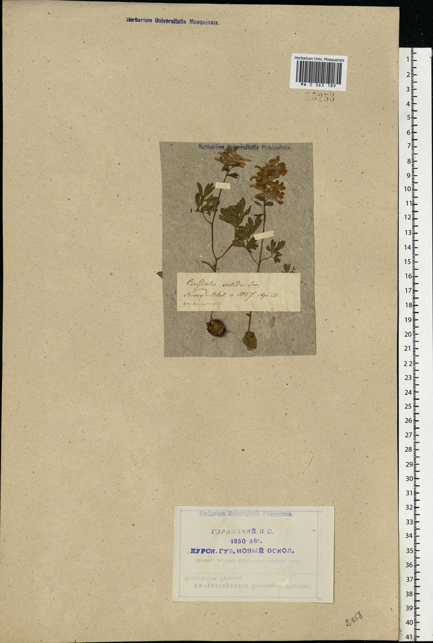 Corydalis solida (L.) Clairv., Eastern Europe, Central forest-and-steppe region (E6) (Russia)