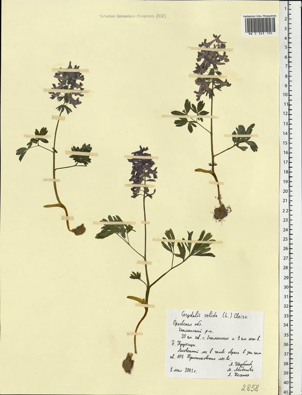 Corydalis solida (L.) Clairv., Eastern Europe, Central forest-and-steppe region (E6) (Russia)