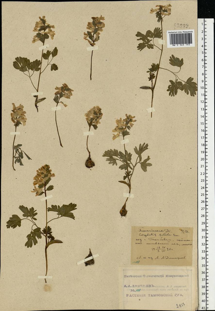 Corydalis solida (L.) Clairv., Eastern Europe, Central forest-and-steppe region (E6) (Russia)