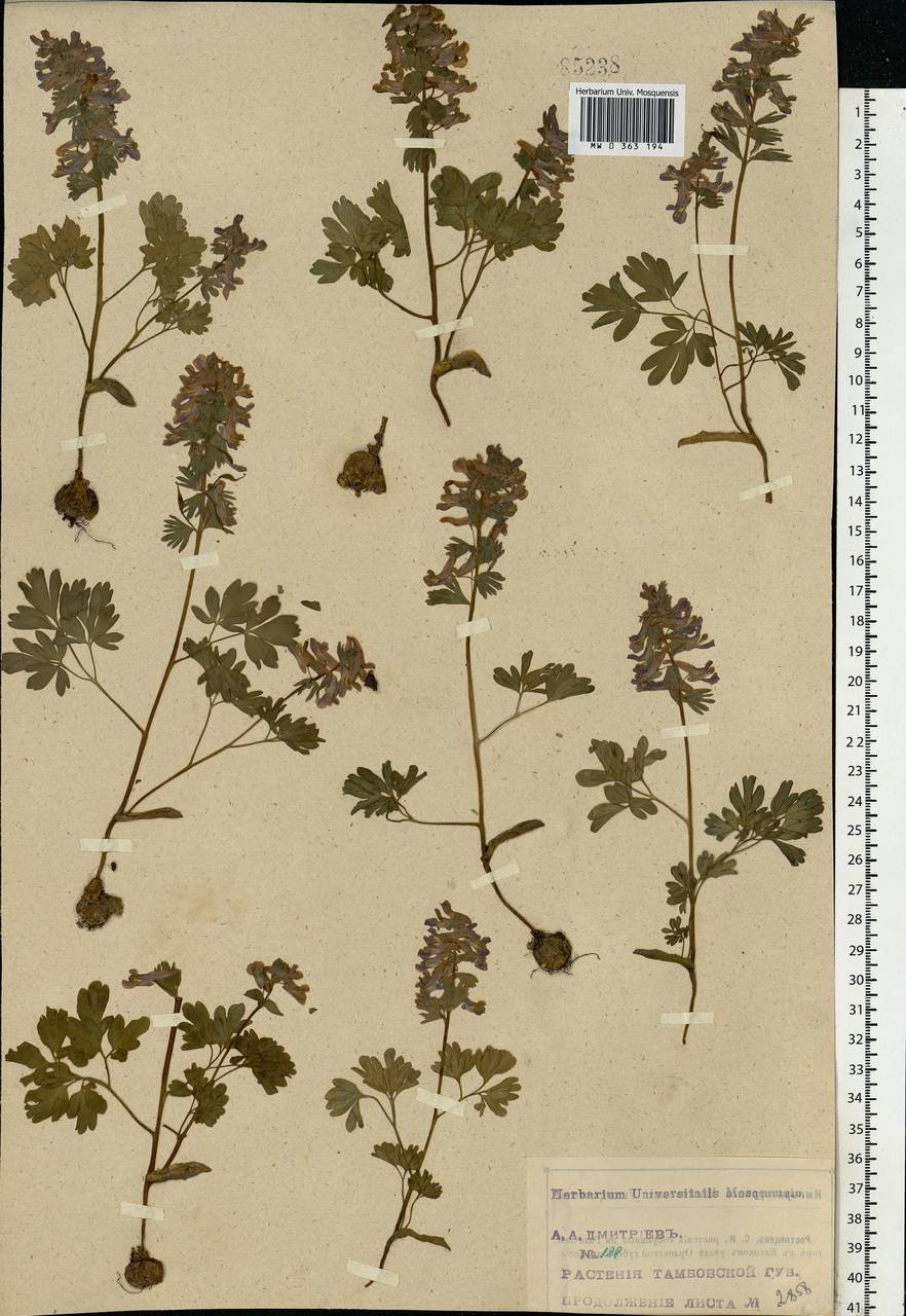 Corydalis solida (L.) Clairv., Eastern Europe, Central forest-and-steppe region (E6) (Russia)