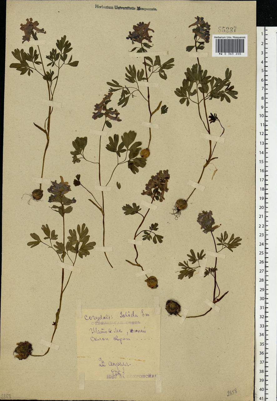 Corydalis solida (L.) Clairv., Eastern Europe, Central forest-and-steppe region (E6) (Russia)