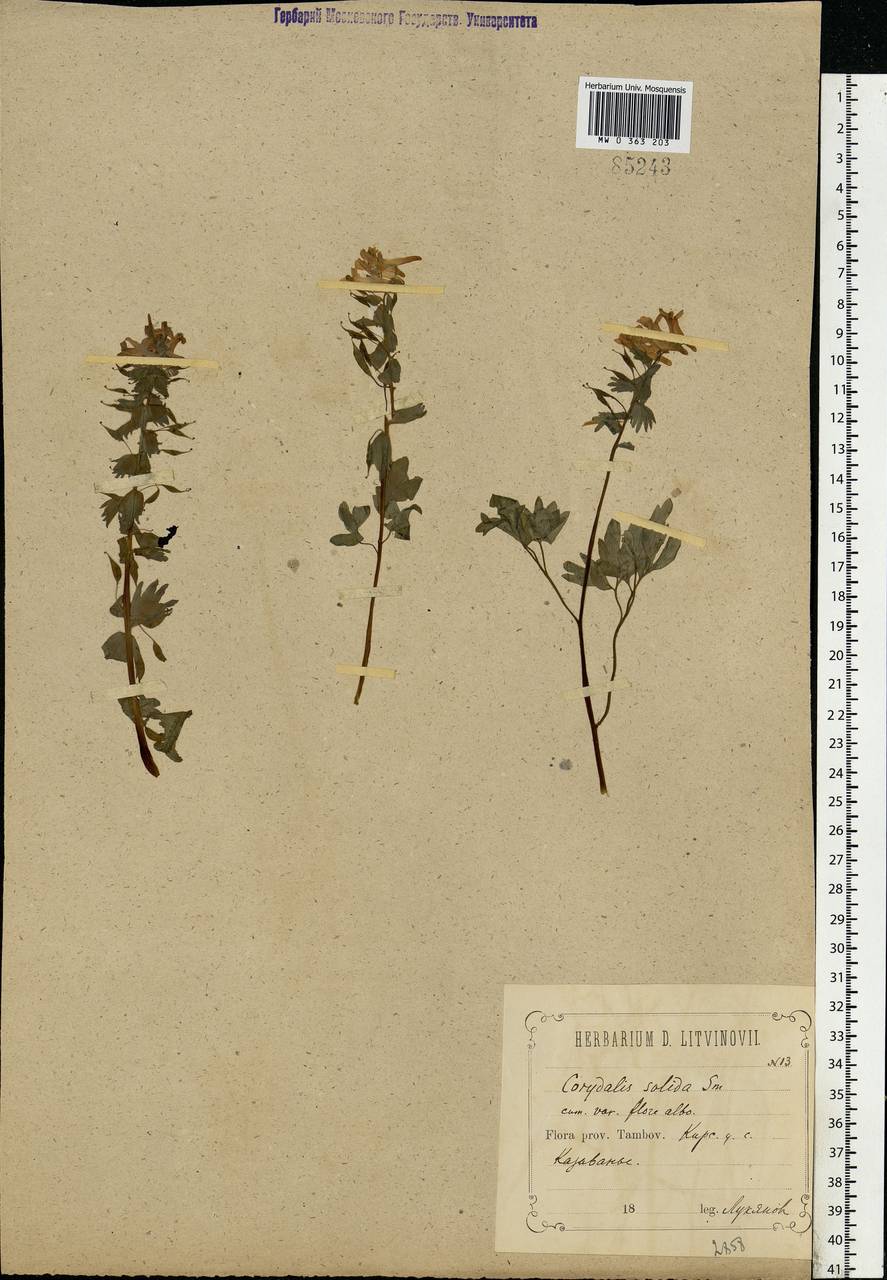 Corydalis solida (L.) Clairv., Eastern Europe, Central forest-and-steppe region (E6) (Russia)