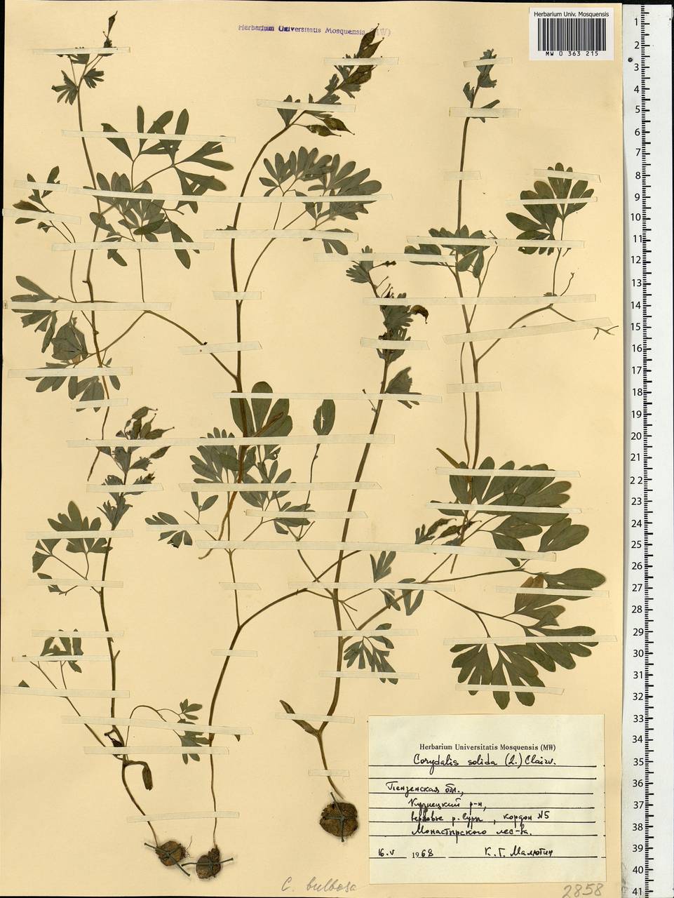 Corydalis solida (L.) Clairv., Eastern Europe, Middle Volga region (E8) (Russia)