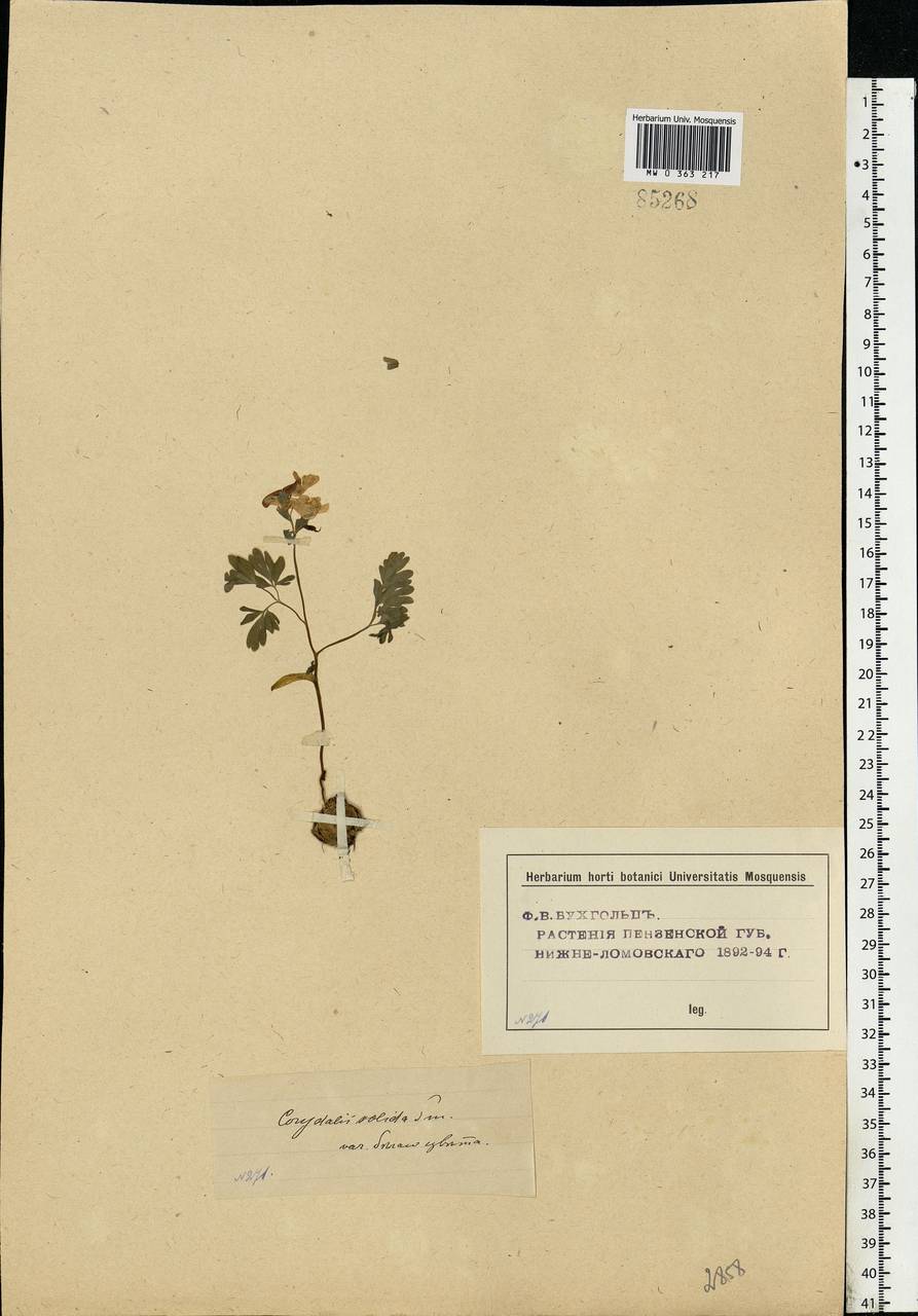 Corydalis solida (L.) Clairv., Eastern Europe, Middle Volga region (E8) (Russia)
