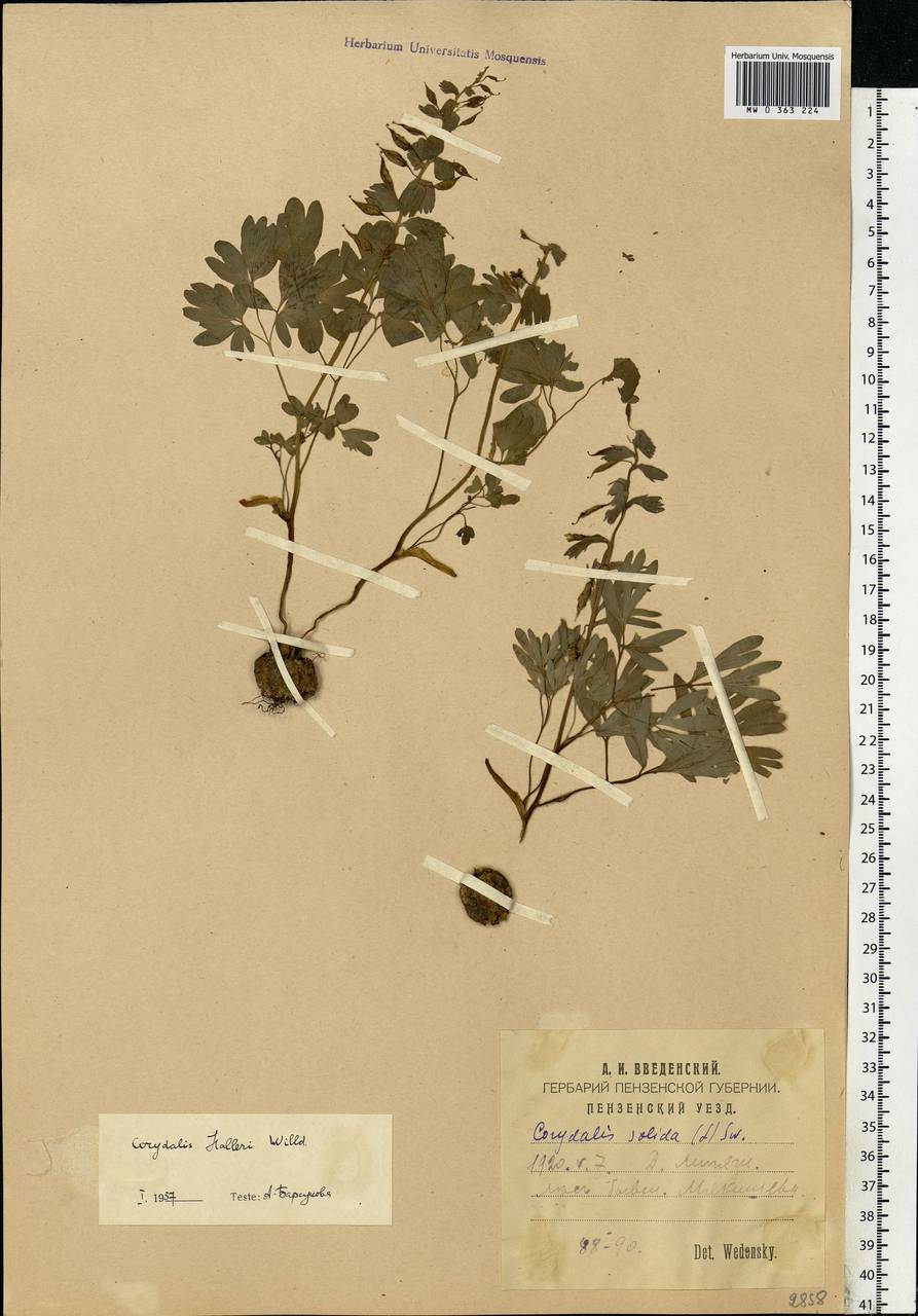 Corydalis solida (L.) Clairv., Eastern Europe, Middle Volga region (E8) (Russia)