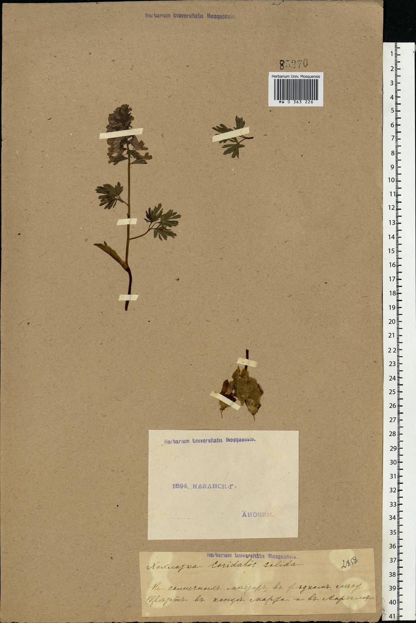 Corydalis solida (L.) Clairv., Eastern Europe, Middle Volga region (E8) (Russia)