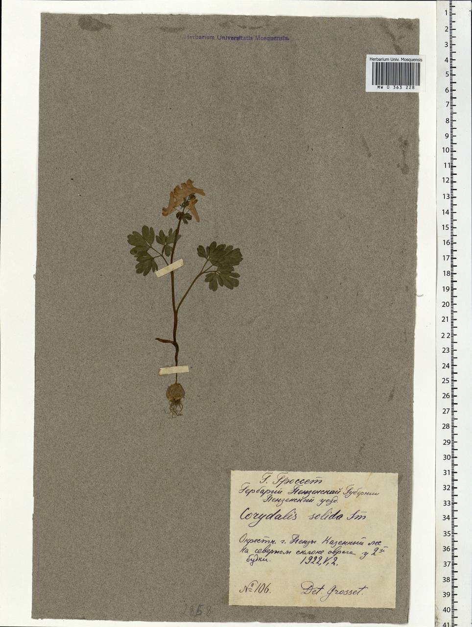 Corydalis solida (L.) Clairv., Eastern Europe, Middle Volga region (E8) (Russia)