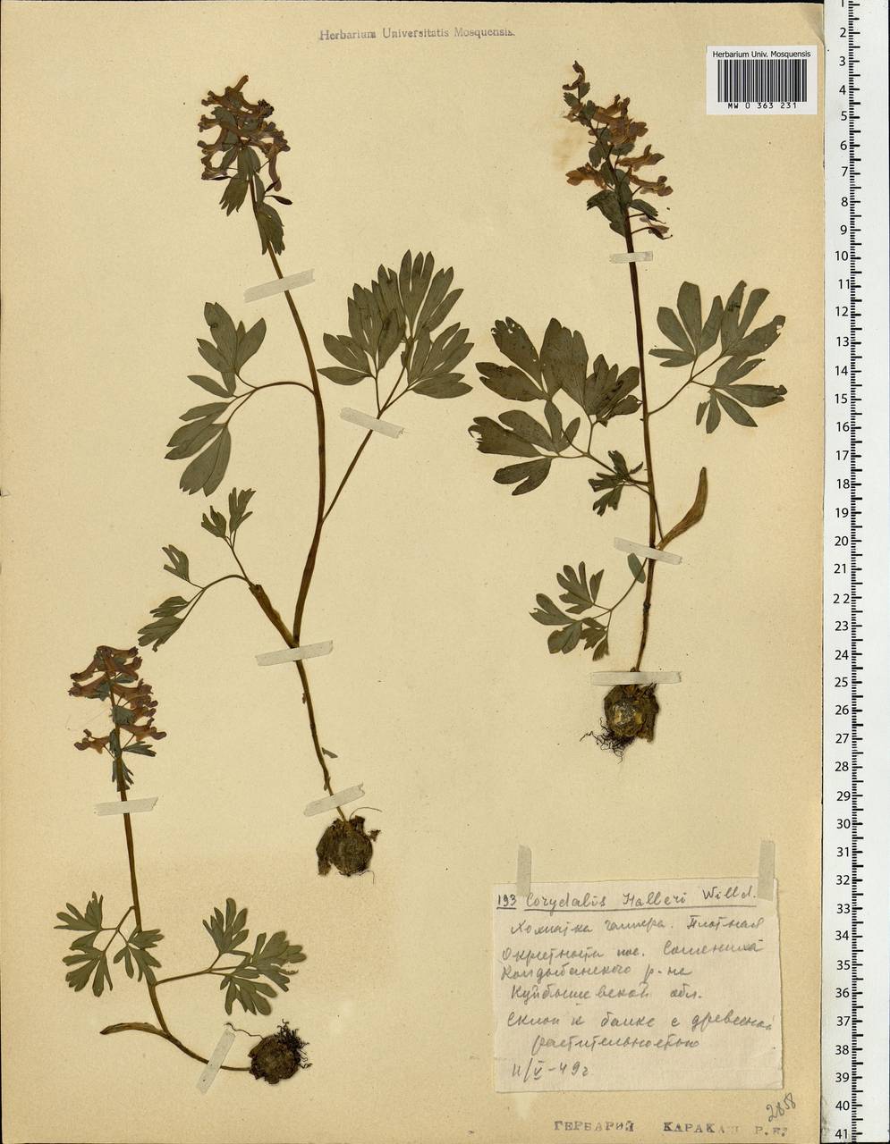 Corydalis solida (L.) Clairv., Eastern Europe, Middle Volga region (E8) (Russia)